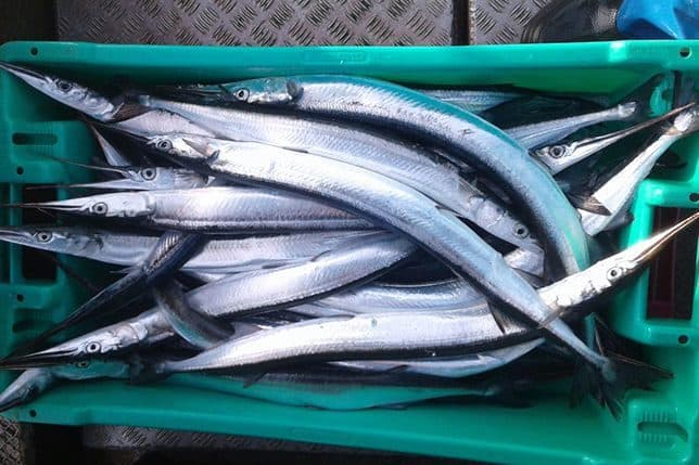 Eindrücke vom Fischereibetrieb Never