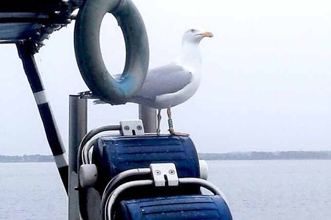 Eindrücke vom Fischereibetrieb Never