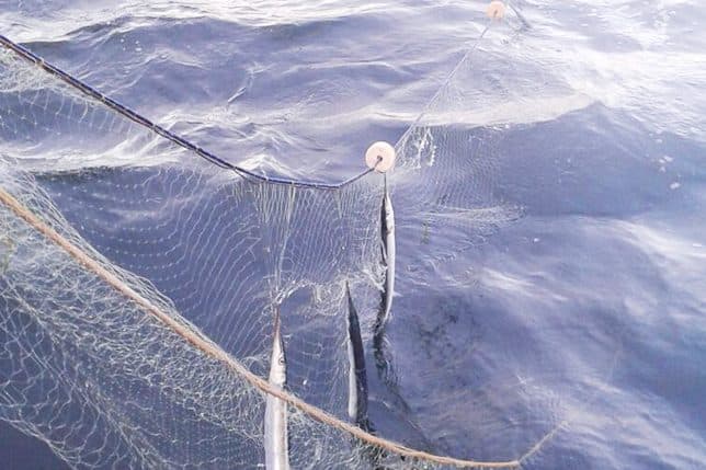 Eindrücke vom Fischereibetrieb Never